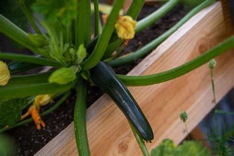 grow zucchini  containers successfully