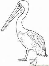 Pelican Coloring Pages Bird Drawings Kids Birds Drawing Color Print Search Google Template Printable Colouring Coloriage Colorier Gif Animal Choose sketch template