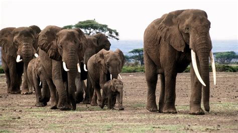 elefanten kluge dickhäuter mit familiensinn wissen
