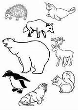 Coloring Antarctica Winter Animals Polar Pages Animal Banquise Pole Preschool Eskimo Noord Template Zuidpool Arctic Bear Dieren Kleurplaat Artic Worksheet sketch template
