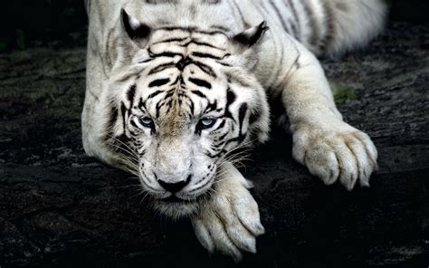 foto wallpaper hd harimau putih  modern wallpaper