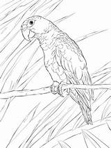 Puerto Parrot Coloring Rican Pages Realistic Adults Drawing Rico Printable Colouring Animal Parrots Drawings Bird Adult Letscolorit Getdrawings Amazon Detailed sketch template