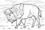 Bison Coloring Pages Bizon Animal sketch template