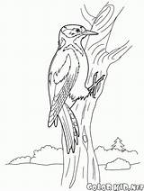 Perdiz Woodpecker sketch template