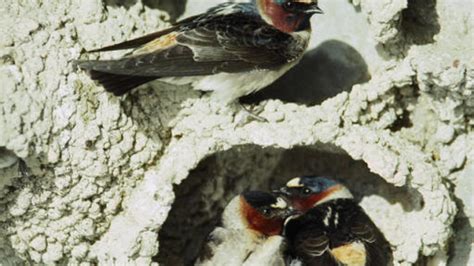 swallows evolving shorter wing lengths to avoid messy encounters with