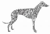 Galgos Greyhound Norma sketch template