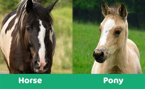pony  horse whats  difference pet keen