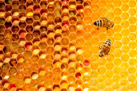 The Profit Of Bees And Honey An Early Modern Perspective