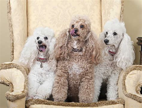 toy poodle colors chart bea rosenbaum