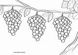 Malvorlage Weintrauben Weinrebe Malvorlagen Obst sketch template