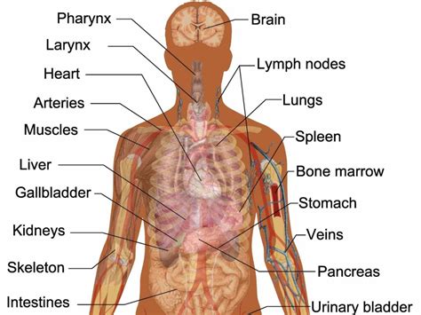 human body  parts