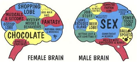 Human Brain Analysis Man Vs Woman Human N Health