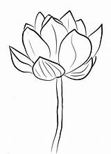 Loto Lotus Fiori Fior Fiore Printmania sketch template
