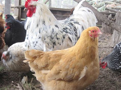 8 Of The Best Egg Laying Chickens For Daily Farm Fresh Goodness