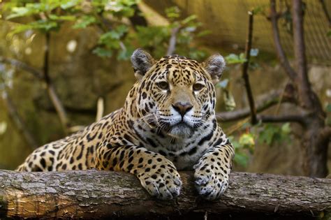 jaguar wild cat predator muzzle paws vacation zoo wallpapers hd