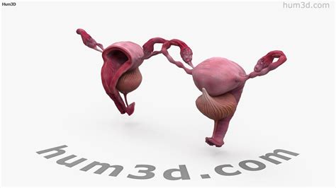 360 View Of Female Reproductive System 3d Model Hum3d Store