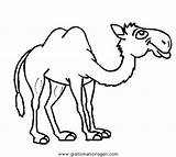 Camel Cammello Kamele Animali Camelo Cammelli Camello Camellos Dromedarios Mamíferos Pintarcolorir Ausmalen Malvorlage Iluminar Mamiferos Sobres Dromedario Dromedari Disegnidacoloraregratis Gratismalvorlagen sketch template