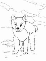 Dingo Puppy Coloring Pages Drawing Printable Color sketch template
