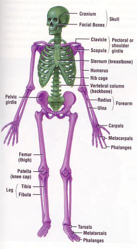 human anatomy chapter  body organization  terminology flashcards