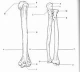 Ulna Radius Bones Labeled Labelled Forearm sketch template