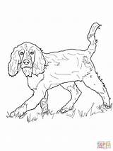 Spaniel Springer Cocker Setter Hunde Inglese Ausmalbild Spaniels Clumber Supercoloring Schwer sketch template