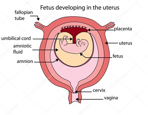 diagrama completamente etiquetado del feto que se desarrolla en el