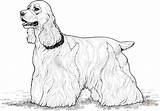 Coloring Pages Spaniel Cocker Dog Dogs Printable Cats Royal Adults Supercoloring Drawing Book Silhouettes sketch template