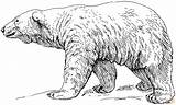 Orso Polare Ijsbeer Bears Arktis Kleurplaten Kleurplaat Estinzione Peluche Kleur sketch template