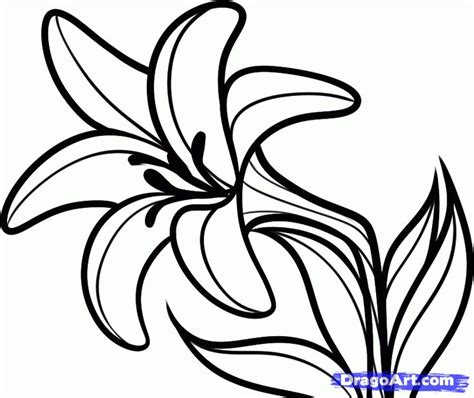 image result  lily drawing easter lily flower coloring page