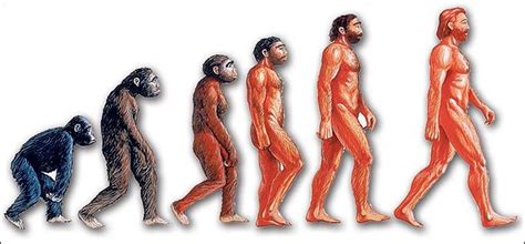 evolution creationism human s and apes creationism evolution human