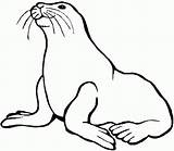 Foca sketch template