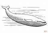 Whale Coloring Pages Realistic Grey Printable Gray Supercoloring Drawing Blue Whales Cute Animal sketch template