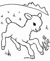 Lamb Coloring Sheep Little Baby Running Aroung Meadow Coloringsky sketch template