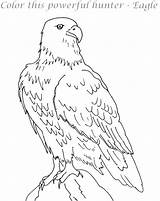 Eagle Golden Coloring Getcolorings Printable sketch template