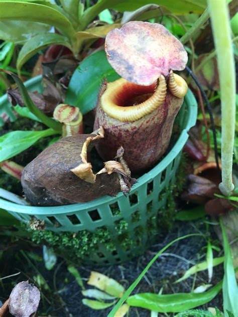 nepenthes mira  wonderful pitcher plant tropical biodiversity