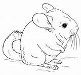 Chinchilla Coloring Pages Cute Tailed Drawing Chinchillas Printable Draw Clipart Long Drawings Short Animal Supercoloring Kids Click Corner Crafts Cartoon sketch template