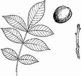 Hickory Leaf Shagbark sketch template