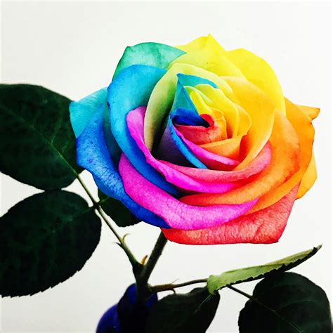 stock photo  bright colours flower multi coloured