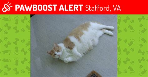 Lost Female Cat In Stafford Va 22554 Named Abby Id
