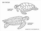 Sea Printable Turtles Turtle Coloring Leatherback Pages Firstpalette Templates sketch template