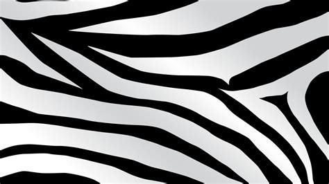 zebra print   zebra print png images  cliparts