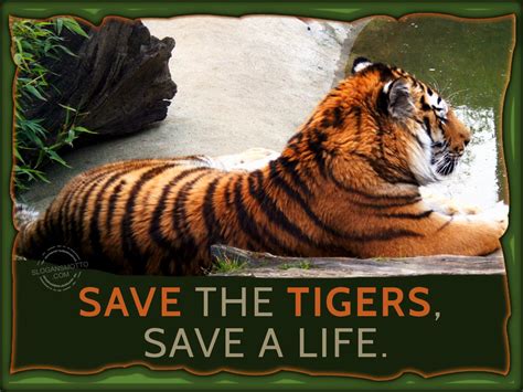 save tigers slogans