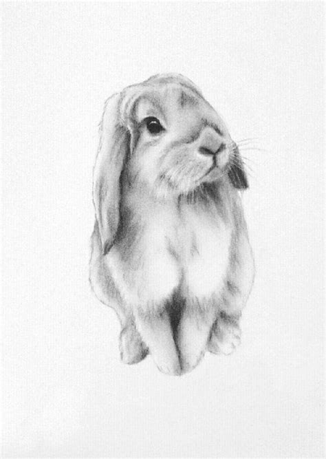 bunny art original  lop eared bunny charcoal drawing bunny