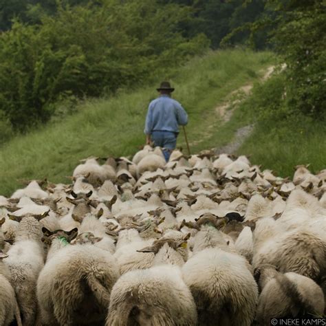 lessons   sheep part  follow  leader moving