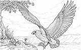 Adler Bald Malvorlagen Mandalas Osprey Eagles Aquila Aguila Harpy Cazando Serpente Ausdrucken Pescatore Falco Attacca Kleurplaten Schlange Stampare Coloringtop Farbe sketch template
