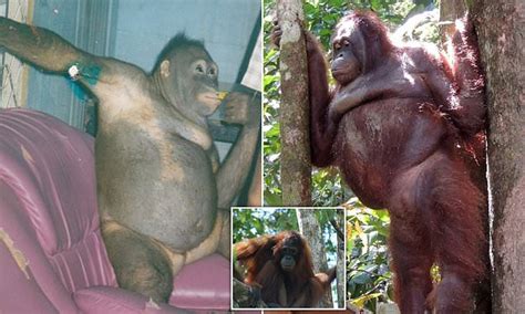 orangutan sex slave screamed when former captor visited her daily mail online