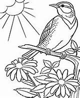 Sparrow Parrot Adults African Topcoloringpages sketch template