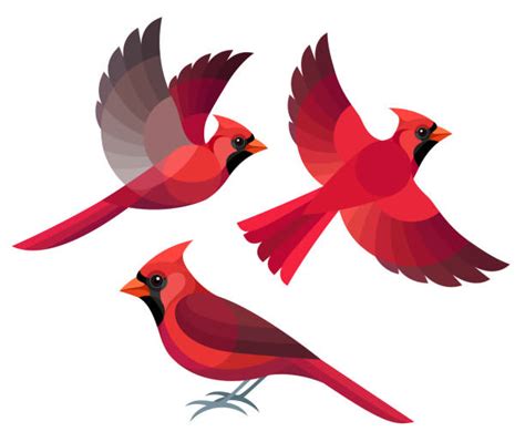 flying cardinal bird outline