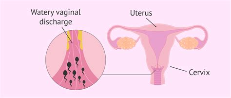 Functions Of Cervical Mucus