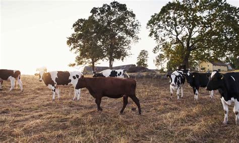 organizations working  improve livestock management practices